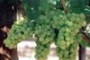 South African drop in grape volume