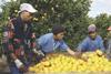 South African citrus