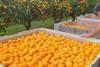 T&G New Zealand Mandarin Harvest Kerikeri 2021 2
