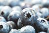 US blueberries closeup Adobe