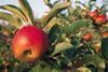 British top-fruit industry seeks export market
