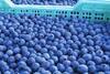 Argentine blueberries