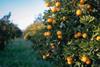 Australian citrus