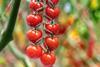 basf tomate