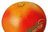 Israeli organic grapefruit sendings begin