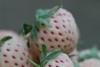 Pineberry plants up for sale