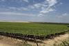 Camposol Piura grape farms A