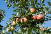 Äpfel am Baum