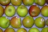 English dessert apples are well poised for a late-season flourish on the market