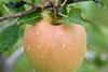 Tentation apple
