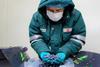 Peru Blueberries gain access to Malaysia Credit SENASA