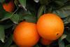 Andalusien: Citrusproduktion um 12,3% gestiegen