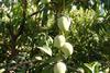 Rewards Kununurra mangoes closeup