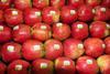 Rubens apples