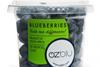 Ozblu Blueberry pot