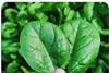 Tozer Seeds aims for market satisfaction