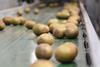 Seeka kiwifruit