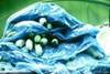 WTO makes fresh banana ruling