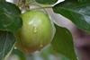 apple tree rain free use