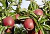 Foto: Obst vom Bodensee