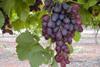 AU Australia red grapes on vine