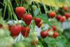 tabletop strawberries