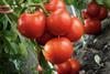 Bayer Tomatoes MUST CREDIT Dusan Kostic Adobe Stock