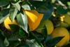 Spain citrus