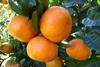 South Africa clementines
