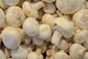 Iran: Die Pilzproduktion ist wichtiger Wirtschaftszweig