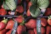 Albanian strawberries
