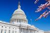 US Capitol cherry blossom AdobeStock_139950136