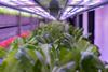 Vertical Future greens