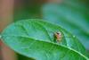 Queensland fruit fly on fejoa leaf