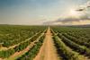 Brazil orange grove Adobe Stock