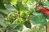 Table grape production in Xinjiang, China