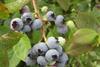 Blueberry growers vote yes