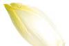 chicory
