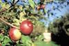 US apple volumes up by nine per cent
