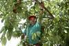 Picota the crop