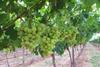 Grape gap opens up