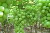 Grapes enjoy strong prices as options multiply