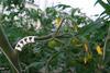 Glasshouse tomato production