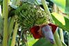 indian-green-banana-5171301_1920