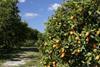 Moroccan citrus