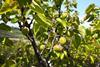 Southern Italy stonefruit Kölla Italia