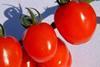 Tomato growers look for late-season surge