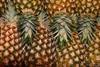 Pineapple prices hit record highs