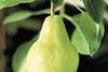 Pear decline drives top-fruit fall