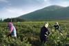 Chilean blueberries